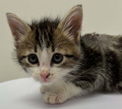 Shelter Stray Male Cat last seen Near Wornall Rd, 64111, MO, Kansas City, MO 64132