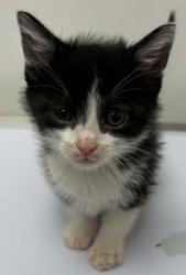 Shelter Stray Male Cat last seen Near Wornall Rd, 64111, MO, Kansas City, MO 64132