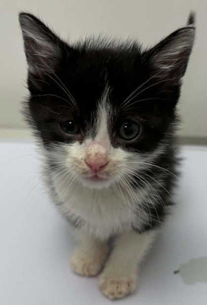 Shelter Stray Male Cat last seen Near Wornall Rd, 64111, MO, Kansas City, MO 64132