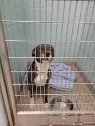Shelter Stray Male Dog last seen ,  , Fishers, IN 46038