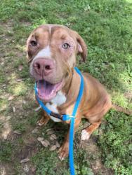 Shelter Stray Male Dog last seen Knoxville, TN 37912, Knoxville, TN 37919