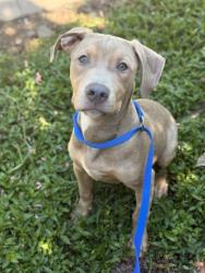 Shelter Stray Male Dog last seen Knoxville, TN 37912, Knoxville, TN 37919