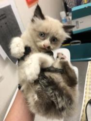 Shelter Stray Male Cat last seen Folsom, CA 95630, Sacramento, CA 95828