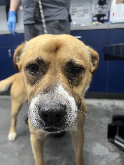 Shelter Stray Male Dog last seen Moncks Corner, SC 29461, North Charleston, SC 29406