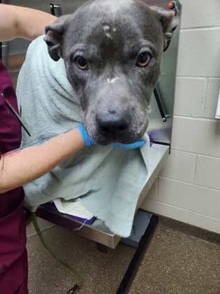 Shelter Stray Female Dog last seen Charleston, SC 29492, North Charleston, SC 29406
