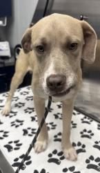 Shelter Stray Male Dog last seen Goose Creek, SC 29445, North Charleston, SC 29406