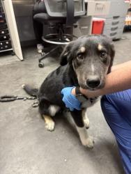 Shelter Stray Female Dog last seen Moncks Corner, SC 29461, North Charleston, SC 29406