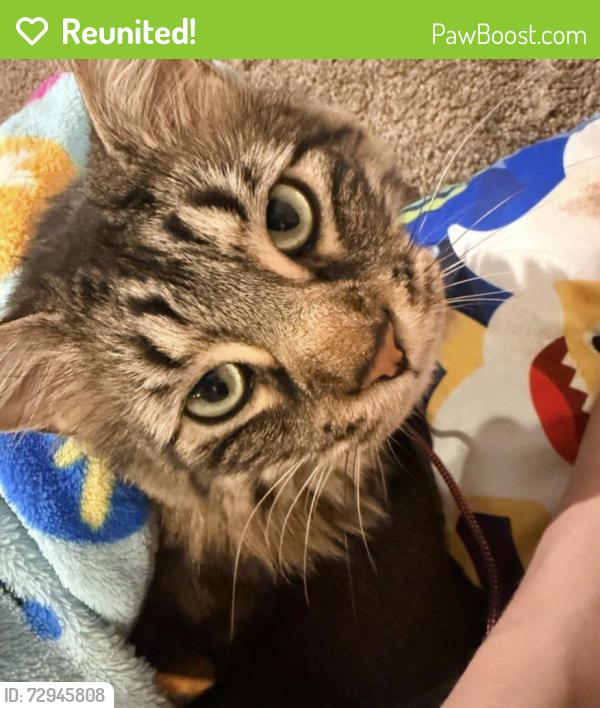 Reunited Male Cat last seen Father junipero Serra tel , Santee, CA 92071
