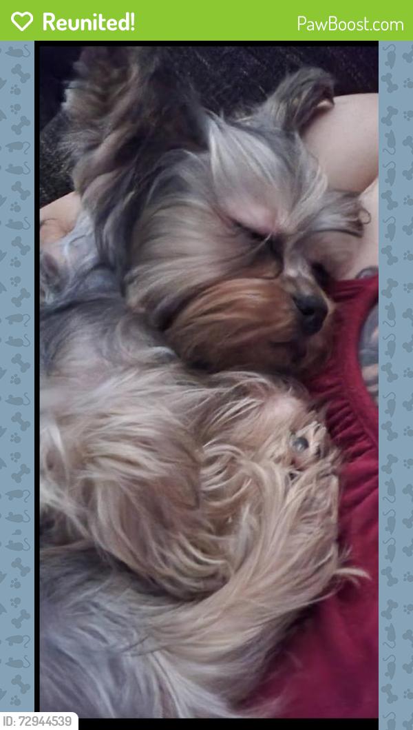 Reunited Female Dog last seen College & Mission, Oceanside, CA 92057