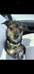 Reunited Male Dog last seen Gibson galleria , Henderson, NV 89074