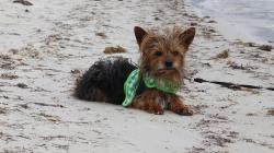 Lost Male Dog last seen NORTHWESTERN, Miami, FL 33150