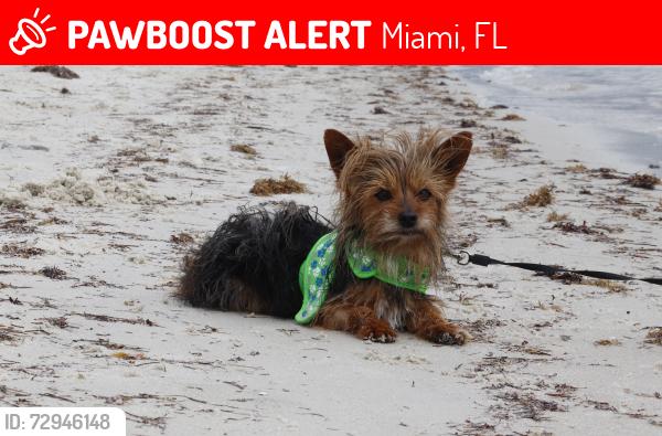 Lost Male Dog last seen NORTHWESTERN, Miami, FL 33150