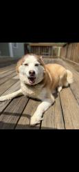Reunited Female Dog last seen Darlington Dr, Broadway, NC 27505, USA, Broadway, NC 27505