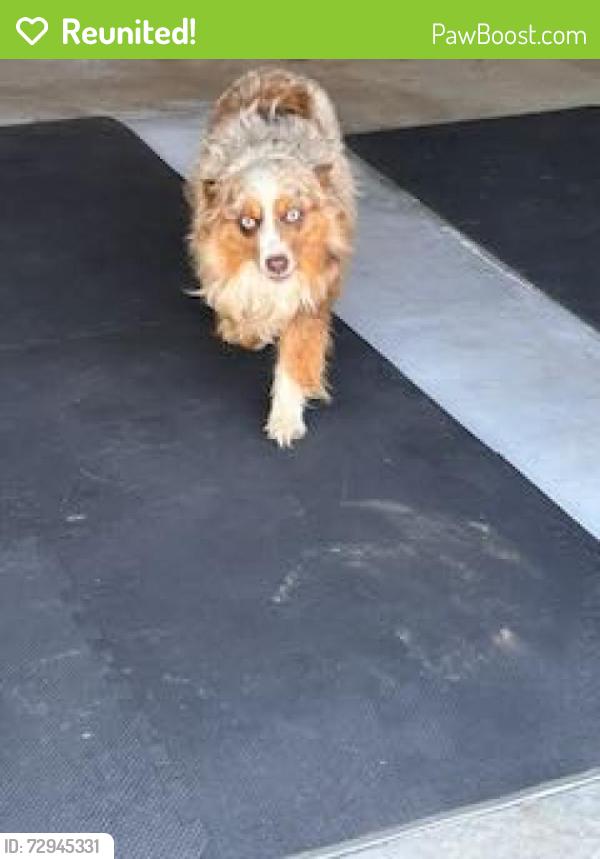 Reunited Unknown Dog last seen Near Madrid Circle, Talavera, Oklahoma City, OK 73170
