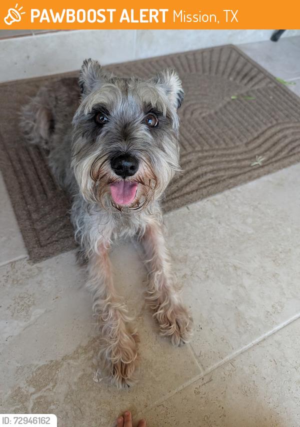 Rehomed Female Dog last seen Kirk Ave Mission TX going hse to hse, Mission, TX 78574