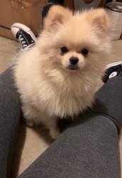 Lost Male Dog last seen Mitc ave , Riverside, CA 92505