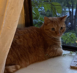Reunited Male Cat last seen Yaupon Pl and Valley Oak Dr off Boyd Lake Ave., Loveland, CO 80538
