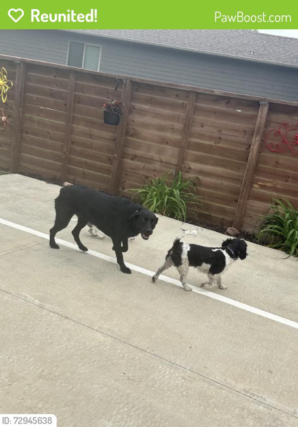 Reunited Female Dog last seen Brookline, Sioux Falls, SD 57108