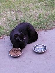 Found/Stray Unknown Cat last seen Delmar, NY, Delmar, NY 12054