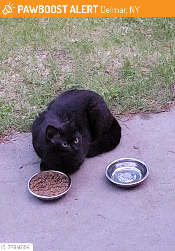Found/Stray Unknown Cat last seen Delmar, NY, Delmar, NY 12054