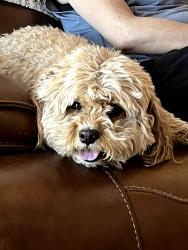 Reunited Male Dog last seen by starbucks, Los Angeles, CA 91406