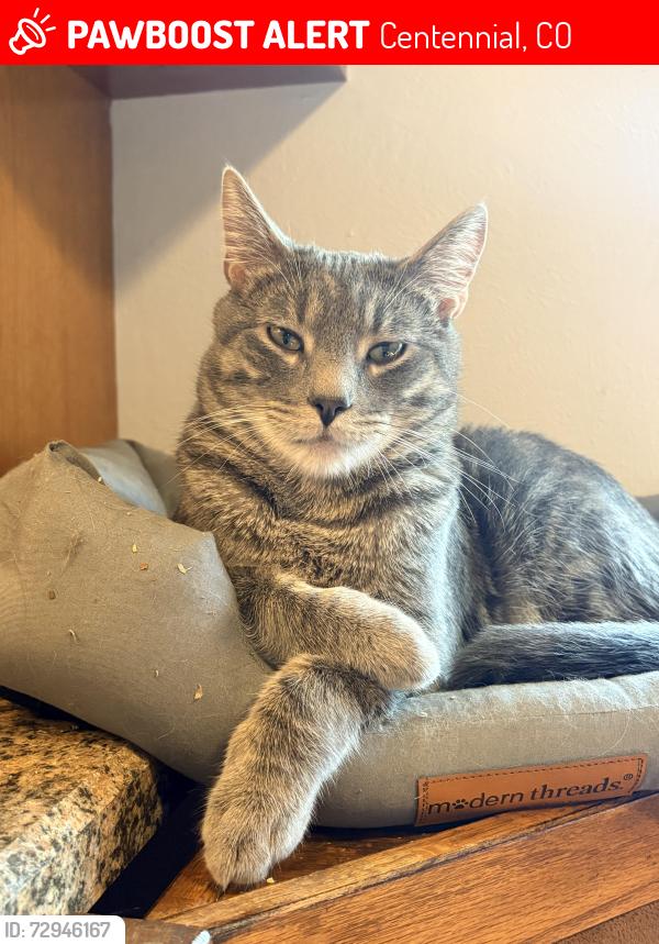 Lost Male Cat last seen Southglenn, Centennial, CO 80122
