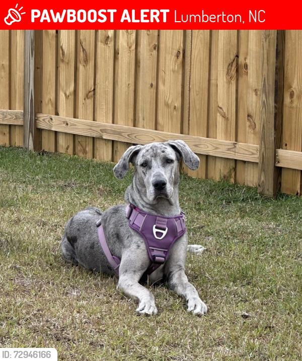 Deceased Female Dog last seen Kenric Road , Lumberton, NC 28359