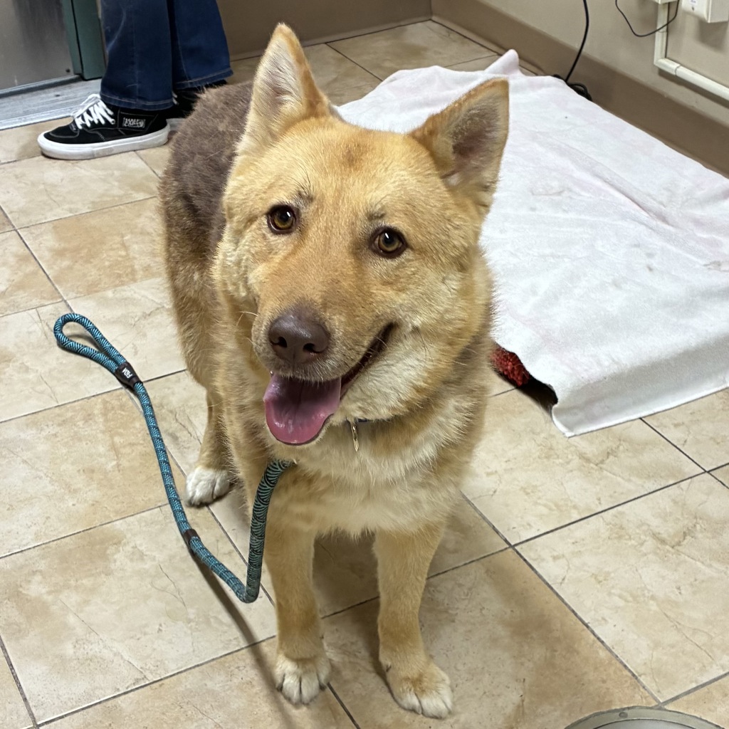 Shelter Stray Male Dog last seen NE Arata Rd/ NE 238th Dr, TROUTDALE, OR, 97060, Troutdale, OR 97060