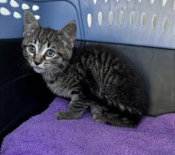 Shelter Stray Female Cat last seen Lake Harbour Drive, MIDLOTHIAN, VA, 23112, Chesterfield, VA 23832