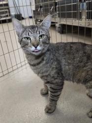 Shelter Stray Male Cat last seen Near Holy Cross Road, BROOKLYN PARK, MD, 21225, Millersville, MD 21054