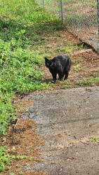 Found/Stray Male Cat last seen Food lion cat colony, Pelzer, SC 29697