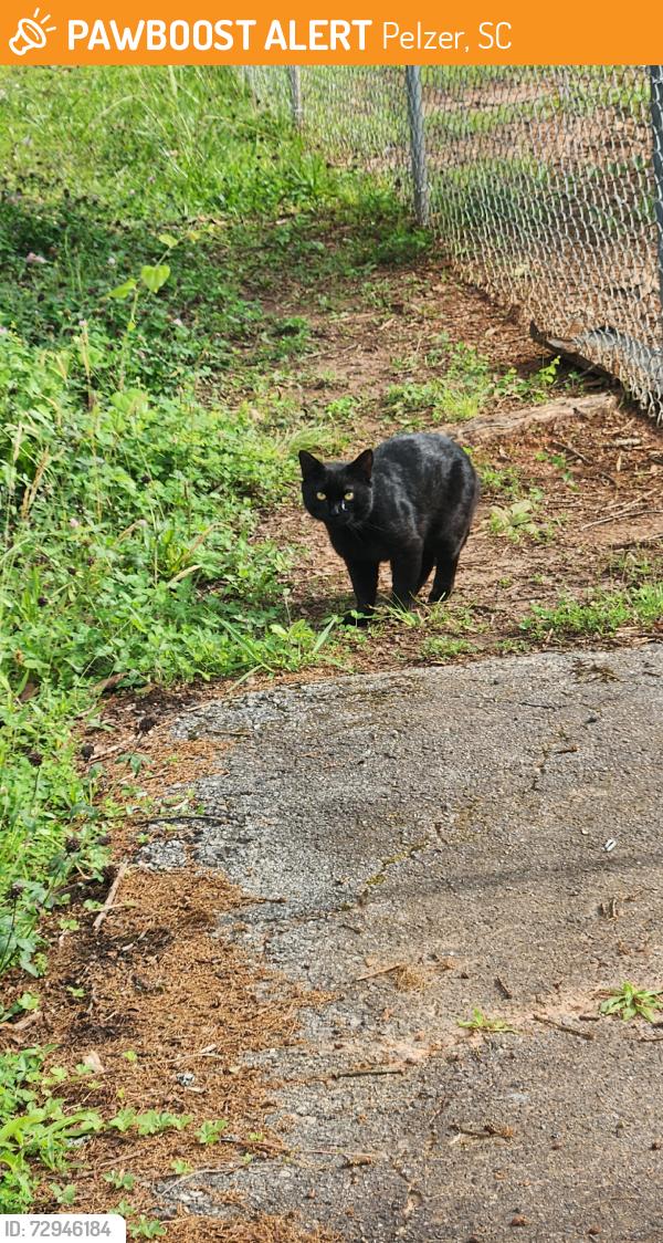 Found/Stray Male Cat last seen Food lion cat colony, Pelzer, SC 29697
