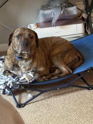 Lost Male Dog last seen Dewberry pl, Cajah's Mountain, NC 28638