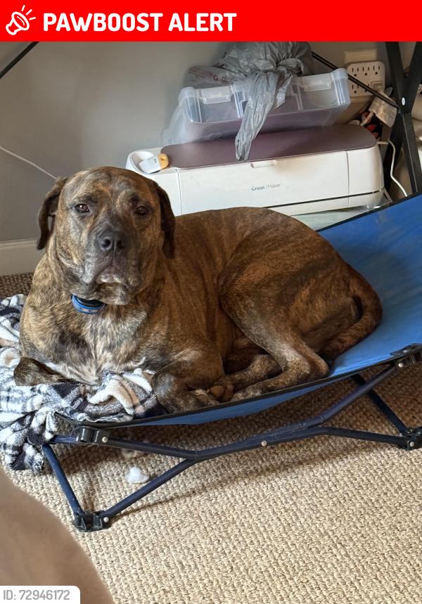 Lost Male Dog last seen Dewberry pl, Cajah's Mountain, NC 28638