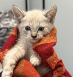 Shelter Stray Female Cat last seen 30th Street, San Diego, CA, 92113, San Diego, CA 92110