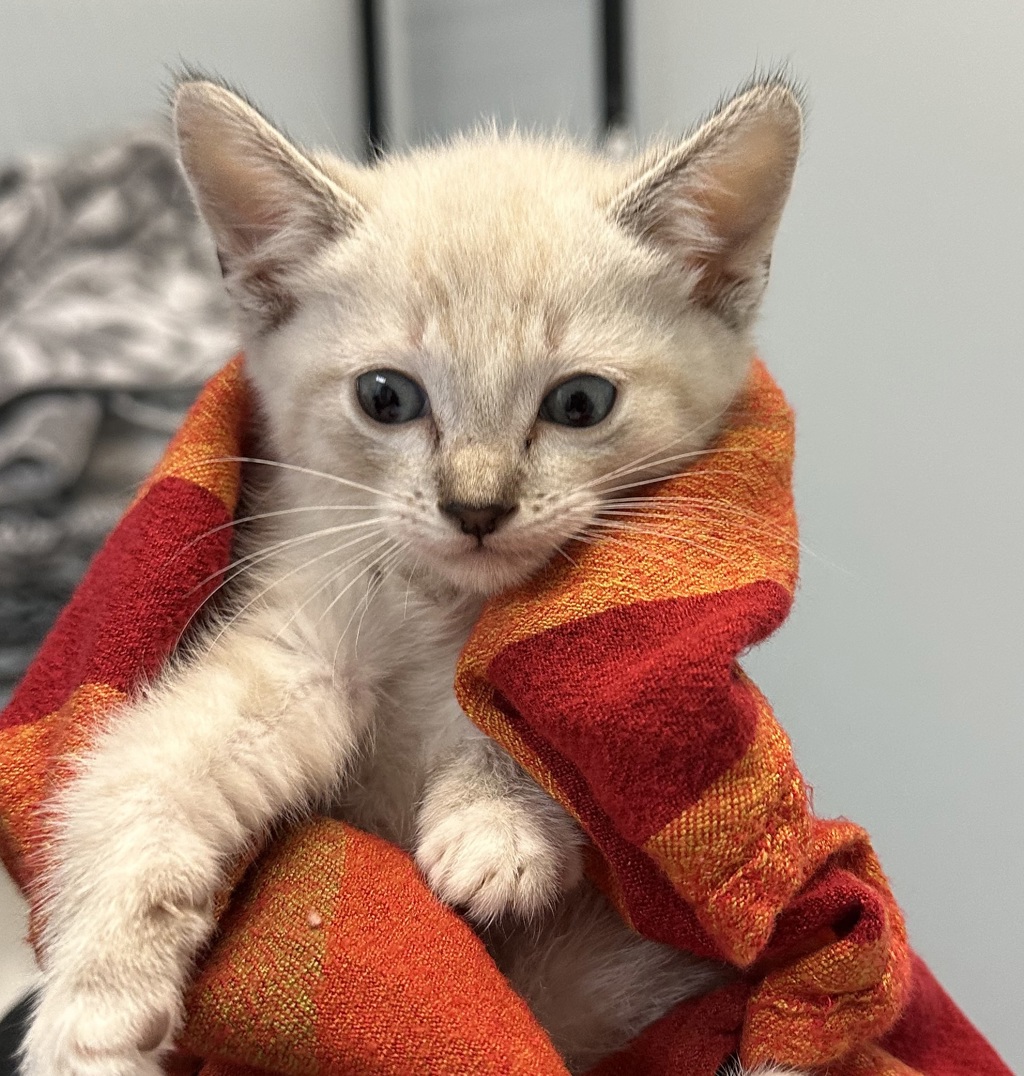 Shelter Stray Female Cat last seen 30th Street, San Diego, CA, 92113, San Diego, CA 92110