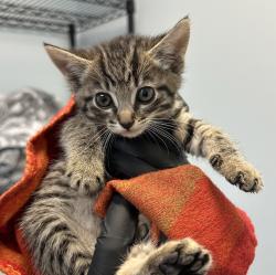 Shelter Stray Female Cat last seen 30th Street, San Diego, CA, 92113, San Diego, CA 92110