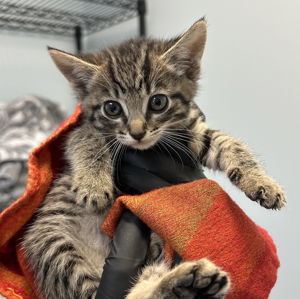 Shelter Stray Female Cat last seen 30th Street, San Diego, CA, 92113, San Diego, CA 92110