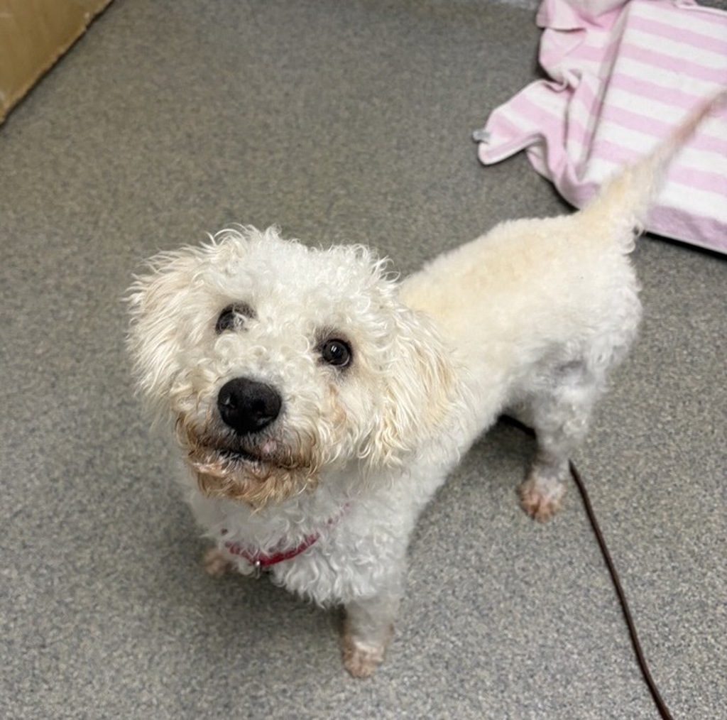 Shelter Stray Male Dog last seen Not Provided., Escondido, CA, 92026, Escondido, CA 92027