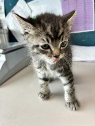 Shelter Stray Male Cat last seen Near S 1000 W, SALT LAKE CITY, UT, 84104, Taylorsville, UT 84123