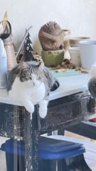 Lost Male Cat last seen Court Street, Hoboken, NJ 07030