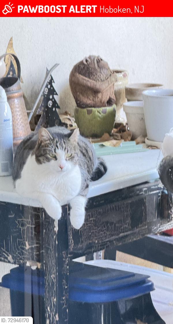 Lost Male Cat last seen Court Street, Hoboken, NJ 07030