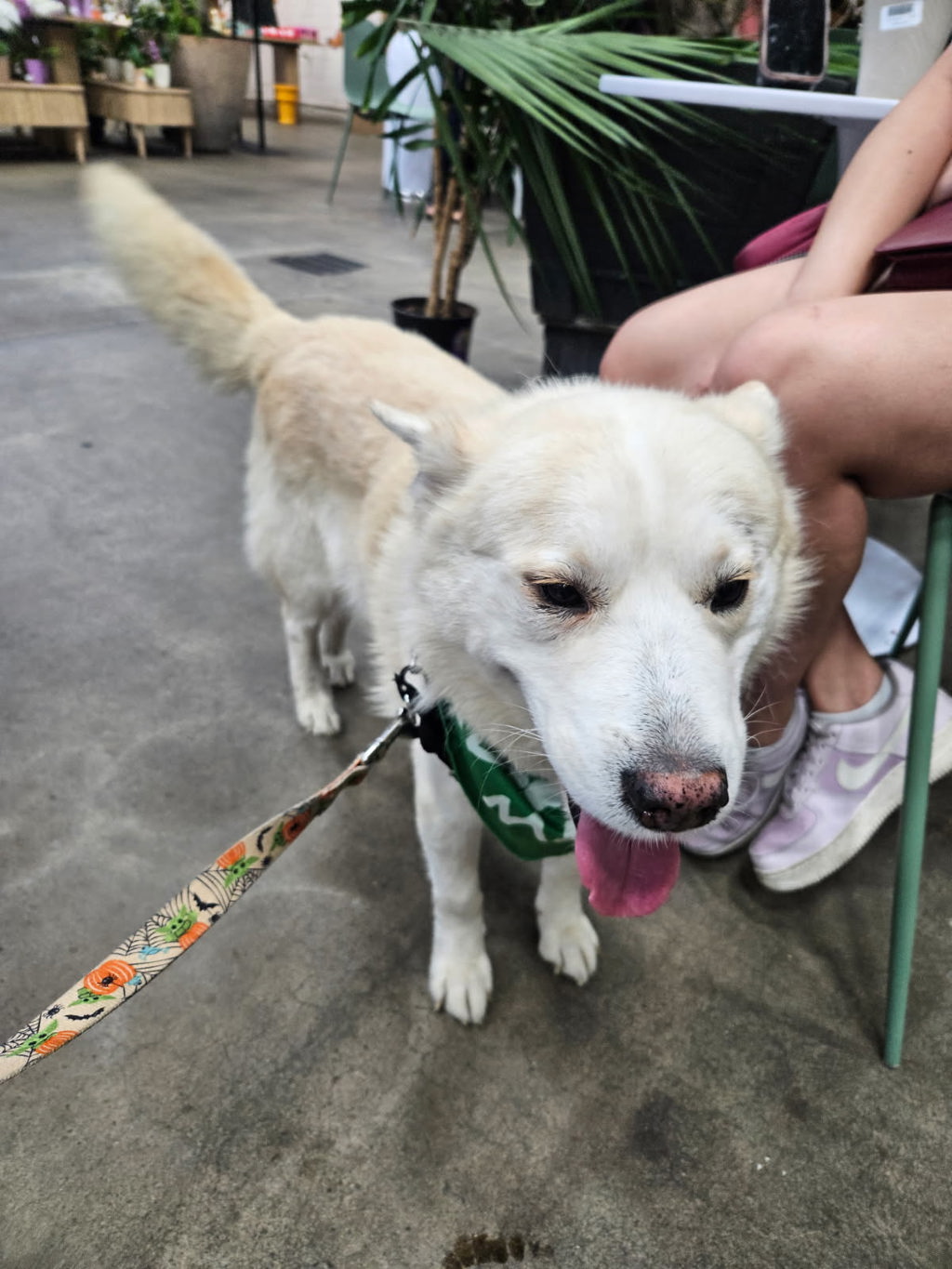 Shelter Stray Male Dog last seen Camino De La Plaza Drive, San Diego, CA, 92173, San Diego, CA 92110