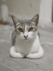 Shelter Stray Female Cat last seen Polk Street, San Diego, CA, 92105, San Diego, CA 92110