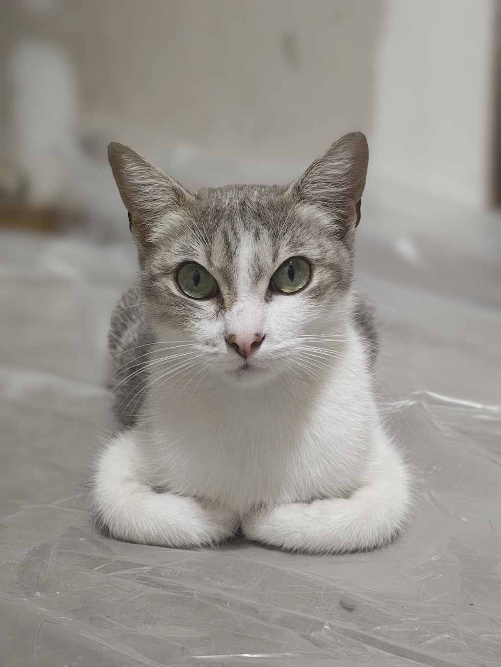 Shelter Stray Female Cat last seen Polk Street, San Diego, CA, 92105, San Diego, CA 92110