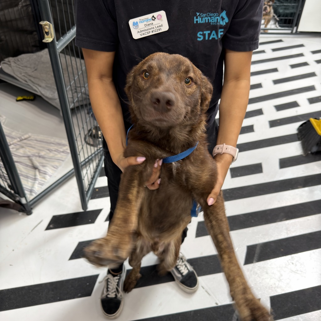 Shelter Stray Male Dog last seen Sr-905 E, San Diego, CA, 92154, San Diego, CA 92110