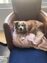 Shelter Stray Male Dog last seen Near Old Ranch Road, Camarillo, CA, 93012, San Diego, CA 92110