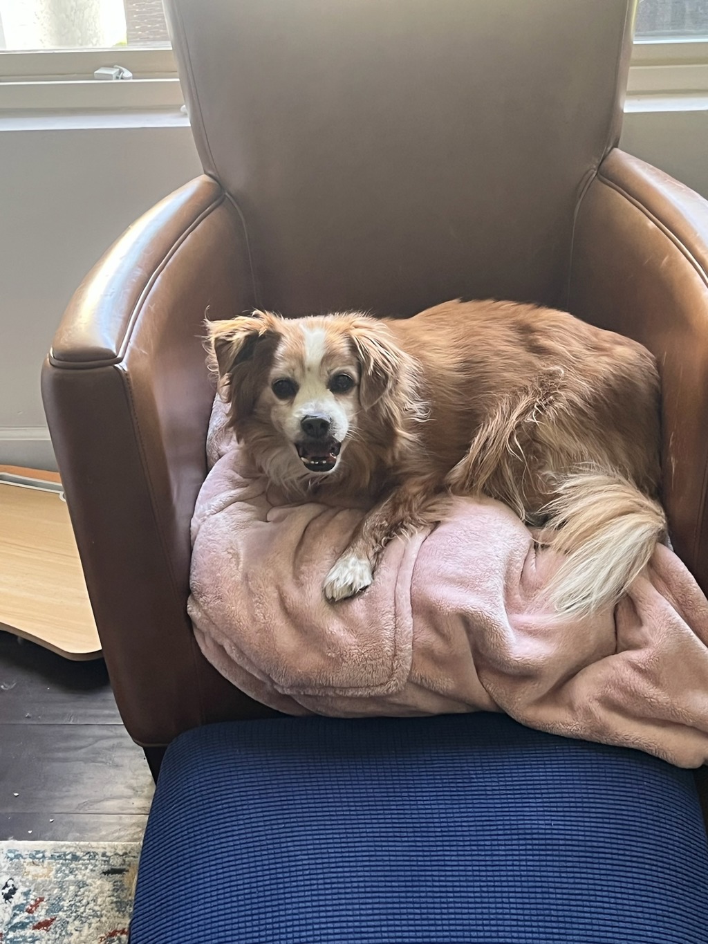 Shelter Stray Male Dog last seen Near Old Ranch Road, Camarillo, CA, 93012, San Diego, CA 92110