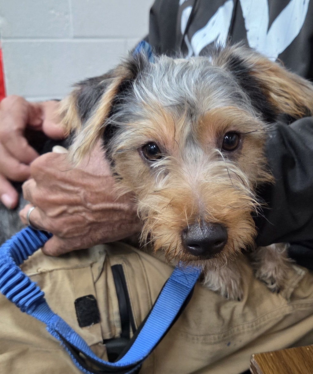 Shelter Stray Male Dog last seen Madison avenue, NEW YORK, NY, 10037, New York, NY 10029