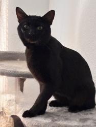 Reunited Unknown Cat last seen Alamogordo (Coors and Quail), Albuquerque, NM 87120